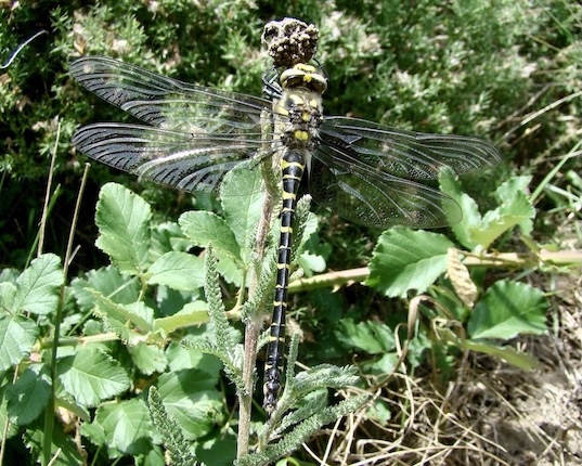 golden-ringed dragonfly